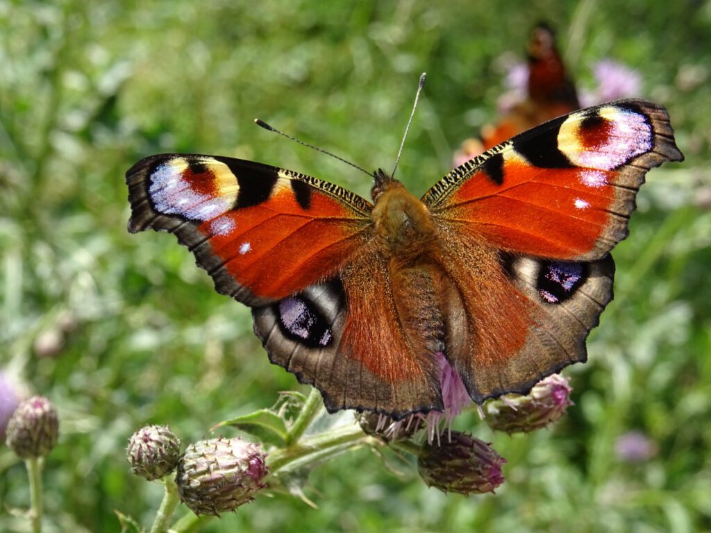 Tagpfauenauge