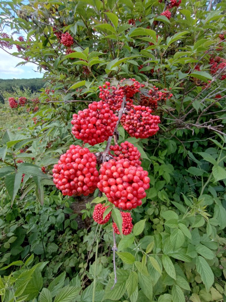 Roter Holunder