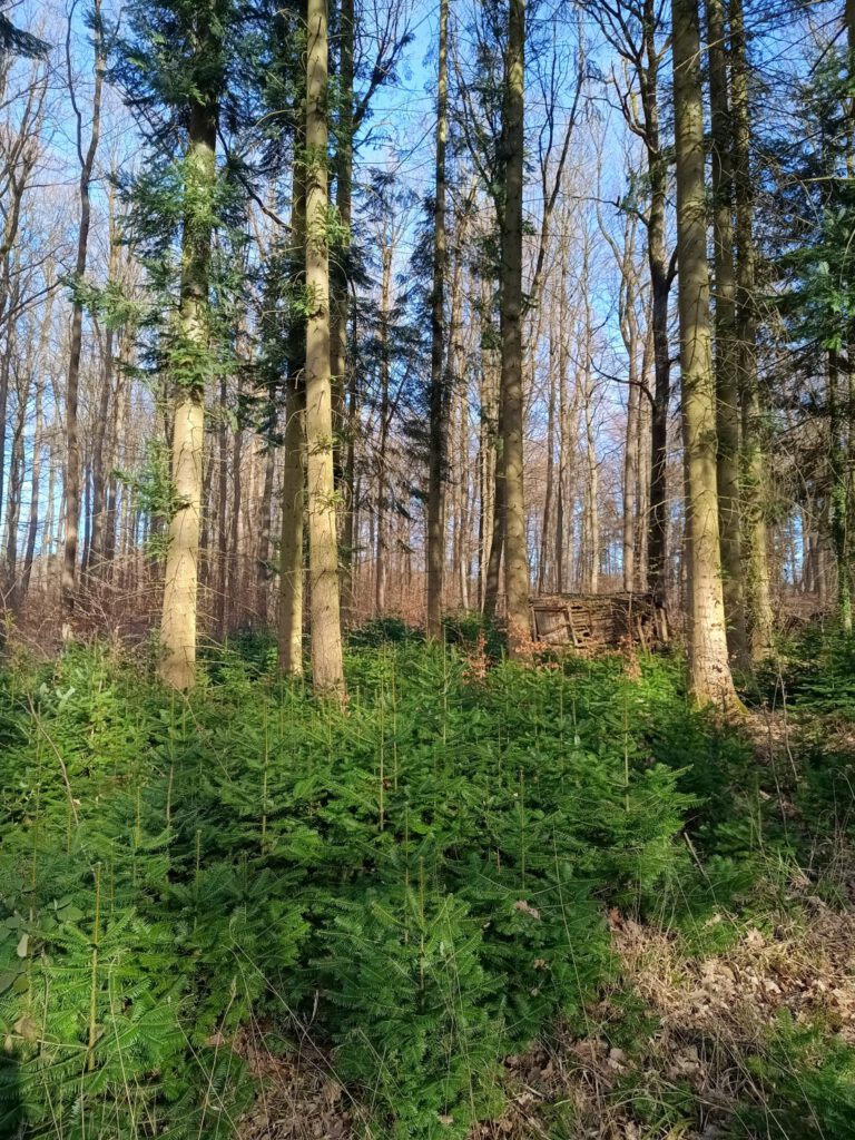 Küstentannen Jungwuchs