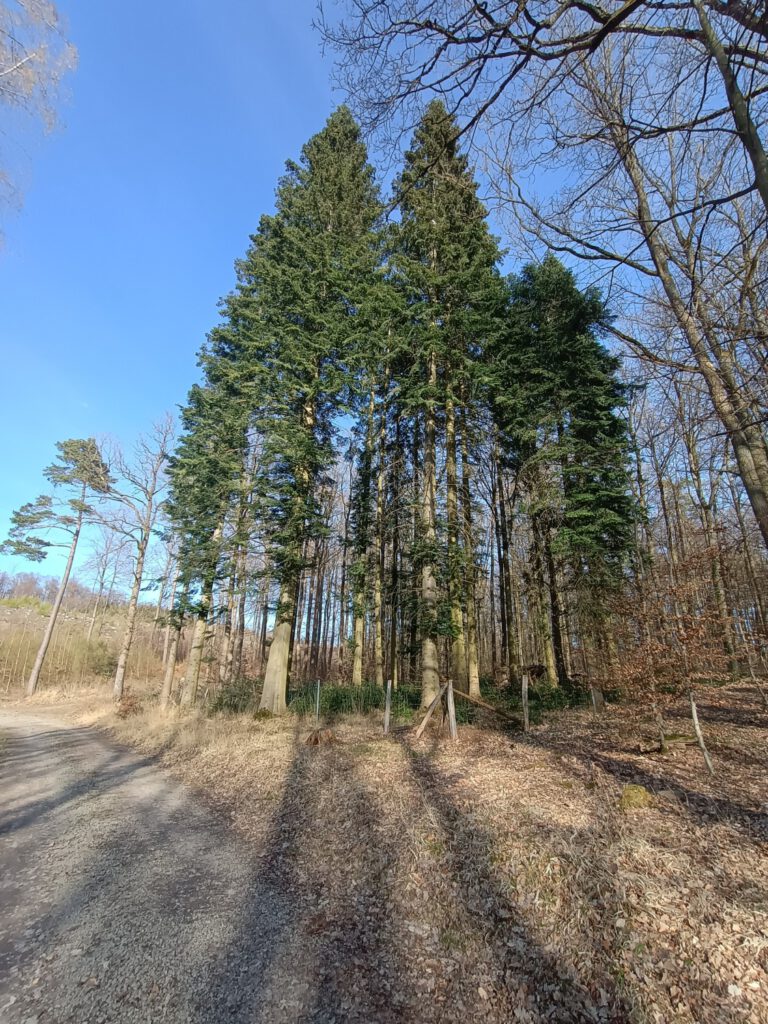 Küstentannen